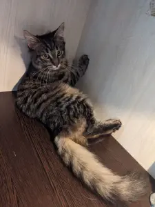 котенок
