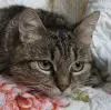 Кошка подросток Шери, кастрирована.