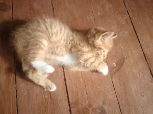 Срочно! Чудо-котята 1,5 месяца - в добрые руки.