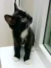 Котенок Понтиак - крошка хаврошка