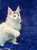 Мейн-Кун котята