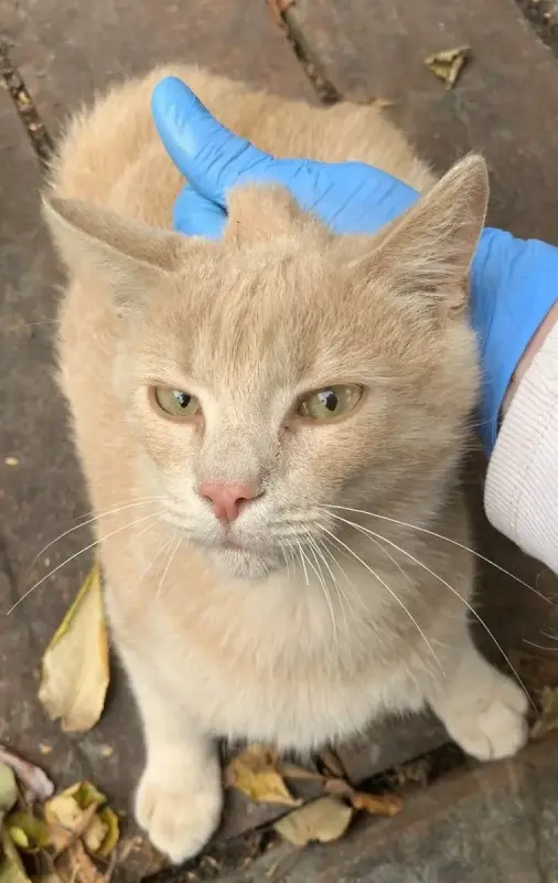 котенок