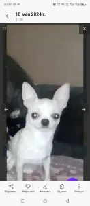 Чихуахуа вязка