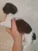Малыши ши-тцу