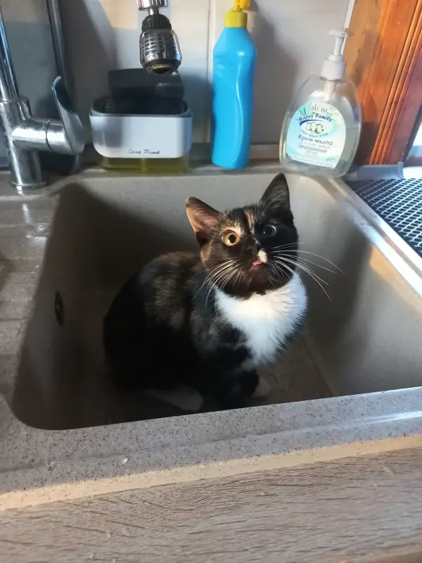 Котенок в добрые руки