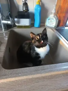 Котенок в добрые руки
