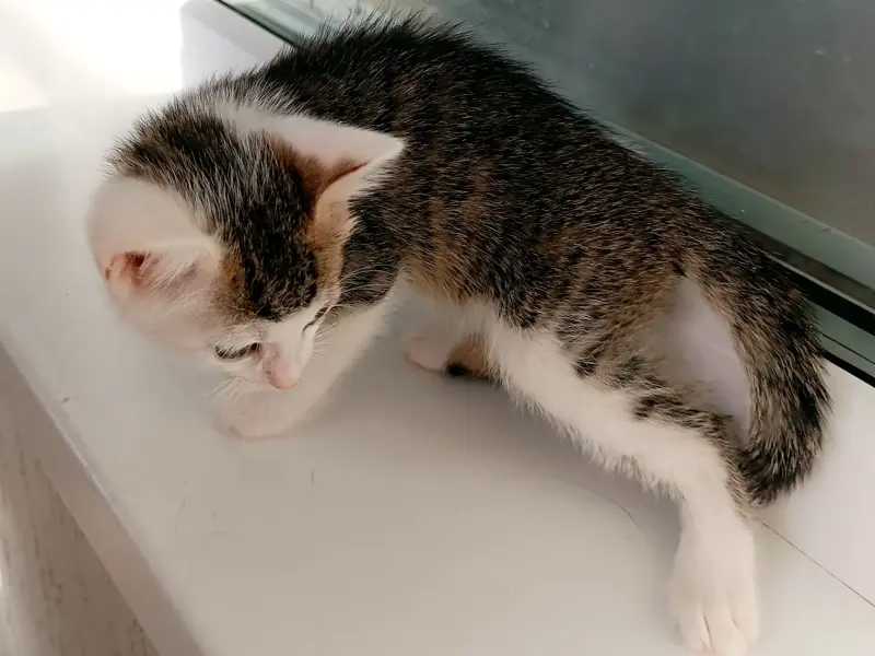Котенок Помпон - малыш-крепыш