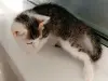 Котенок Помпон - малыш-крепыш