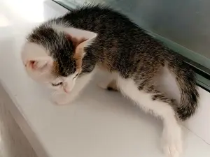 Котенок Помпон - малыш-крепыш