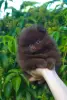 Чудо щеночки Уникальные Шпицы, Мерле комочки!