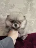 Щенки померанского шпица