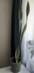 Комнатные растения Сансевиерия