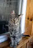 Котенок Тоффи, 7 мес., кастрирована.