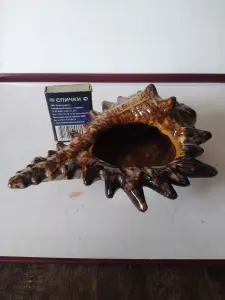 Ракушка морская