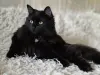 Роскошный кот подросток Барни, кастрирован.