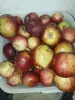 Груши и яблоки поздние