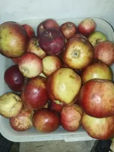 Груши и яблоки поздние