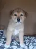 Щенки