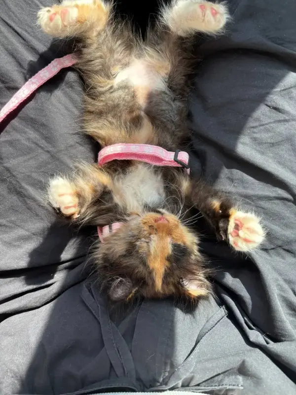 Котенок бесценно но бесплатно