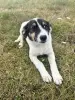 Малая малышка собака Дина в дар