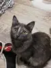 Котодевочка Юля 7 месяцев в добрые руки