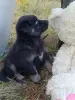 Щенки