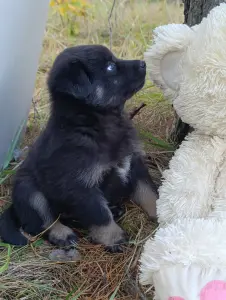 Щенки