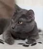 Кот Тео