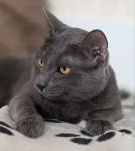 Кот Тео
