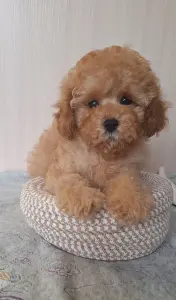 Пудель той /миниатюра