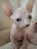 Канадский сфинкс котята РАЗНОГЛАЗЫЕ