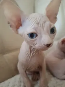 Канадский сфинкс котята РАЗНОГЛАЗЫЕ