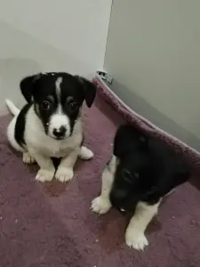 Щенки Джек Рассел Терьер