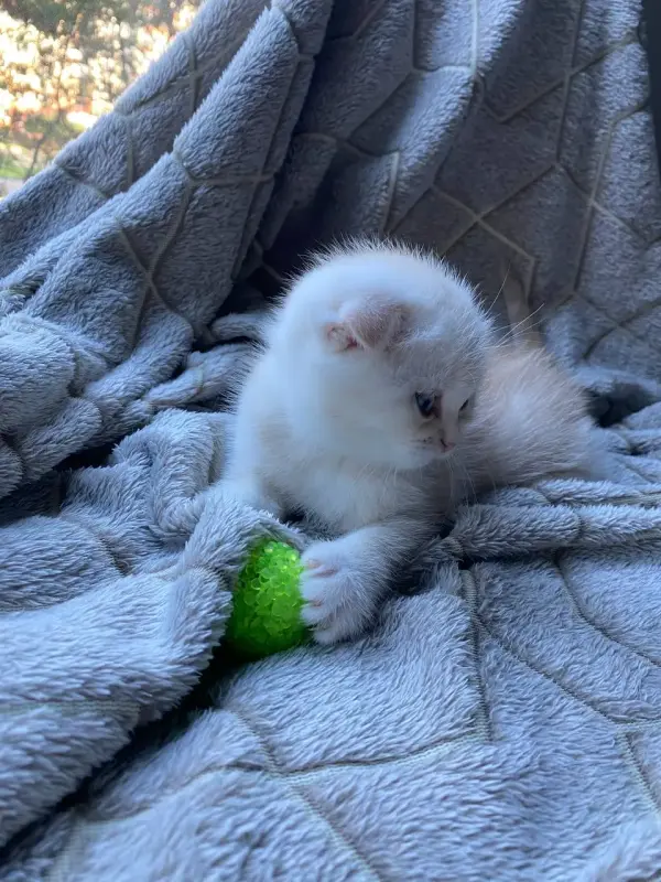 Шотландский котенок
