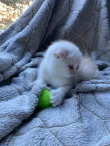 Шотландский котенок