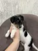 Питомцы