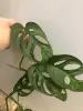 Монстера Манки Маск