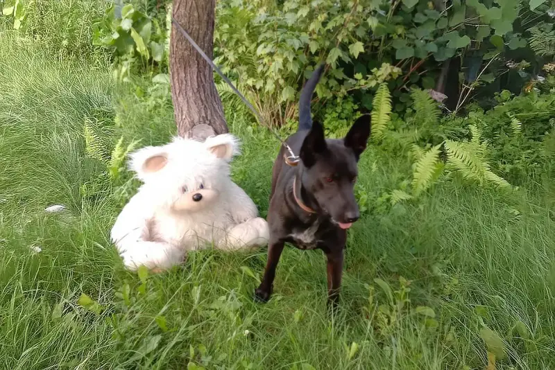 Прекрасная собака-охранница Бэтта в дар