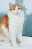 Алисей - кот из сказки