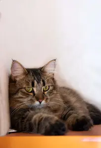 Кошка Капа, молодая, кастрирована.