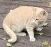 котенок