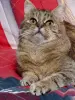 Эллочка-кошка, кастрирована.