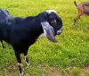 Англо- нубийские - французско альпийские