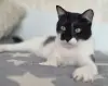 Кот. Молод. Хорош. Марик. Привит. Кастрирован.