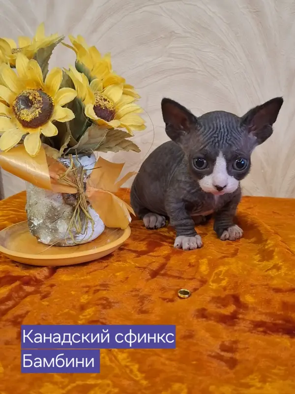 Канадский сфинкс Бамбини