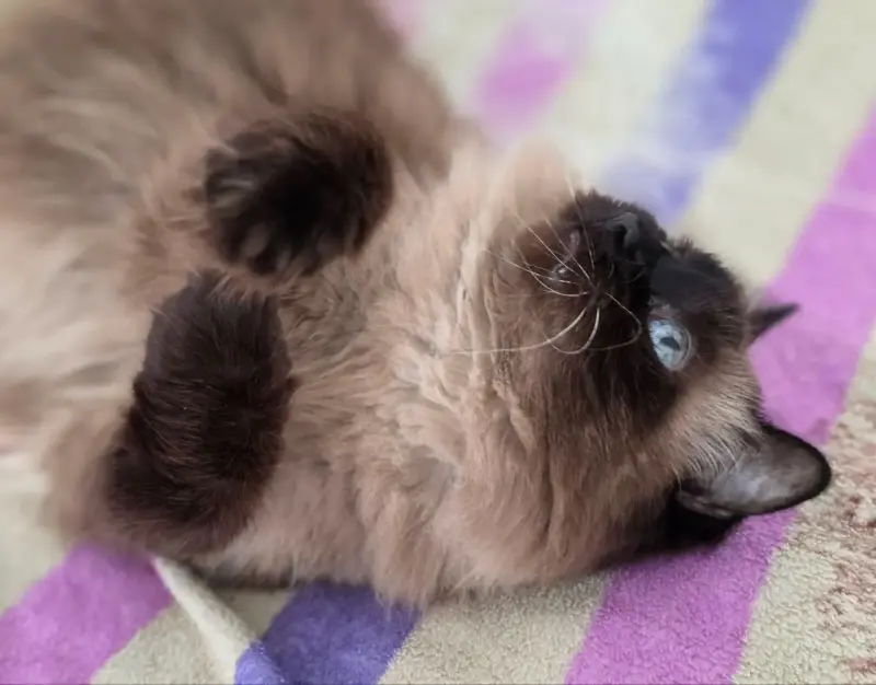 Кошка Ирма.