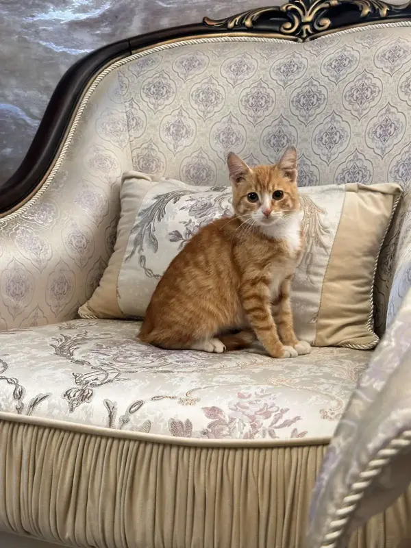 В дар прекрасный ласковый котёнок-мальчик Златик