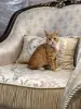 В дар прекрасный ласковый котёнок-мальчик Златик