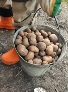 Картофель (картошка) мелкий,корм скоту