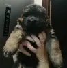 Щенки длинношёрстной немецкой овчарки
